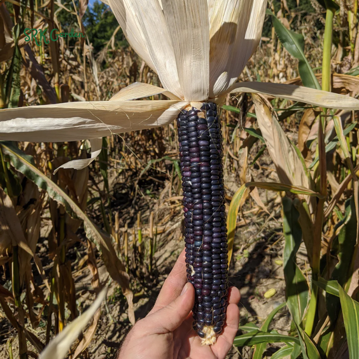 Hopi Blue Corn Seeds | 25 Seeds