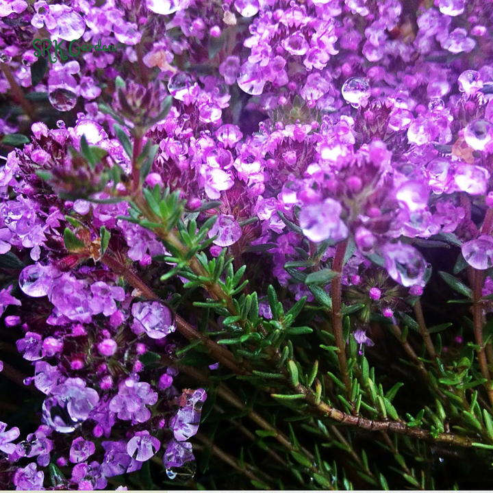 Creeping Thyme Seeds for Planting | 250 Seeds