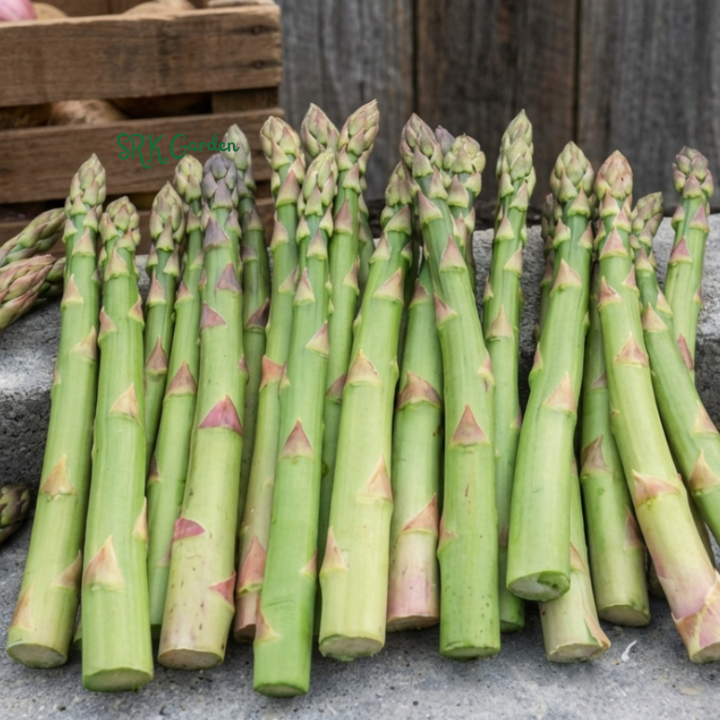 50+ Mary Washington Asparagus Seeds