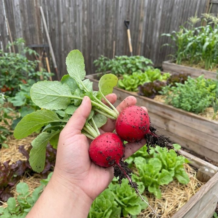 250+ Cherry Belle Radish Heirloom Seeds