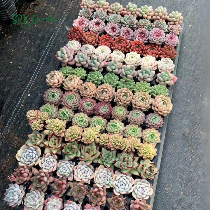 Succulents Mystery Box 12-24pcs, Live Plants in 2'' pot