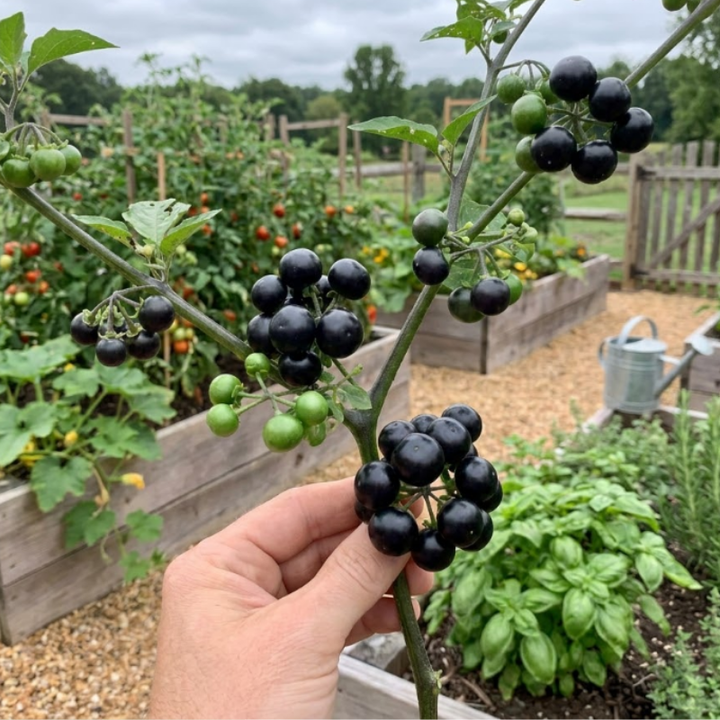 Garden Huckleberry Seeds