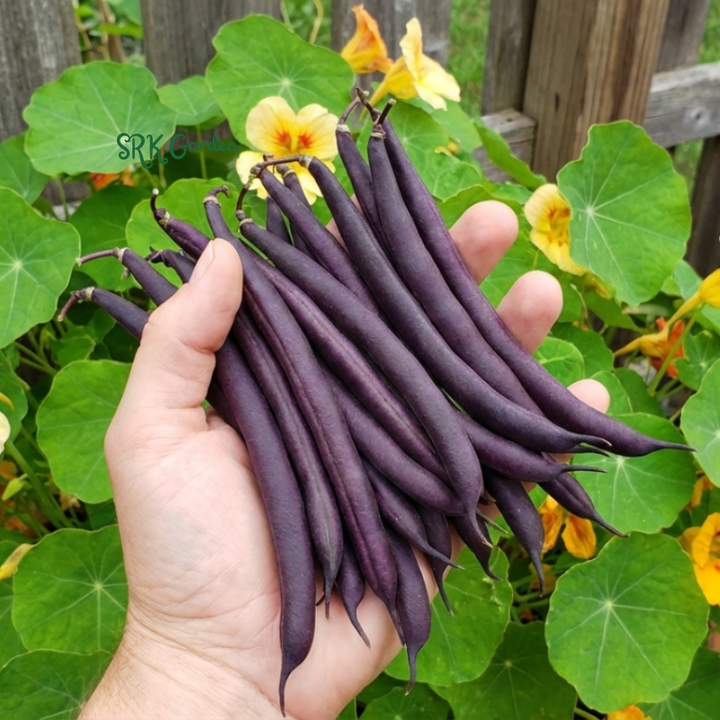 50+ Royal Burgundy Bush Bean Seeds