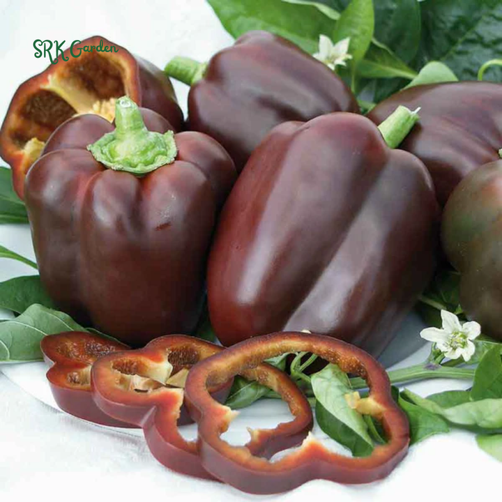 Miniature Chocolate Sweet Bell Pepper | 20 Seeds