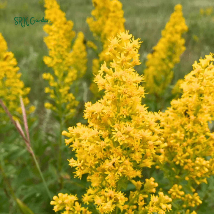 Showy Goldenrod Seeds | 200 Seeds