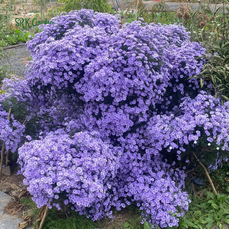 Smooth Blue Aster Seeds | 500 Seeds