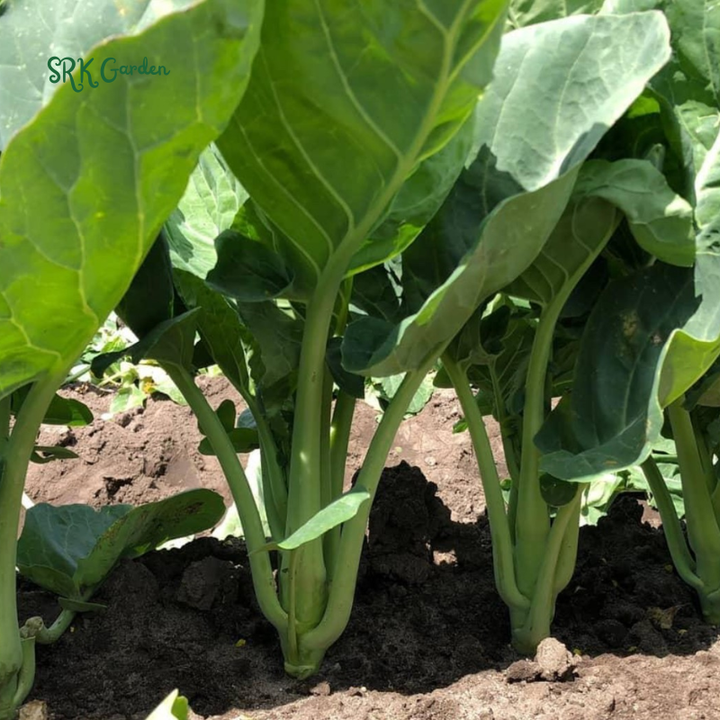 Chinese Broccoli - Kailaan | 100 Seeds