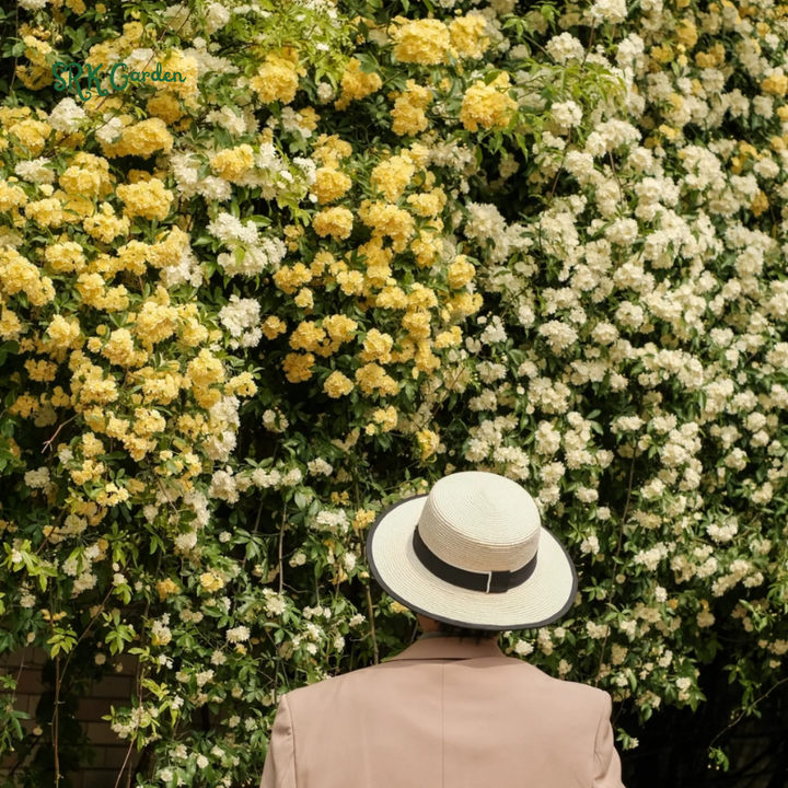 White Lady Banks Climbing Rose - Size 4 Inch Pot