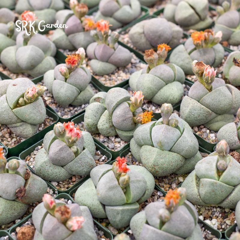 Split Rock, Living Rock, Pleiospilos Nelii in 3.5" pot