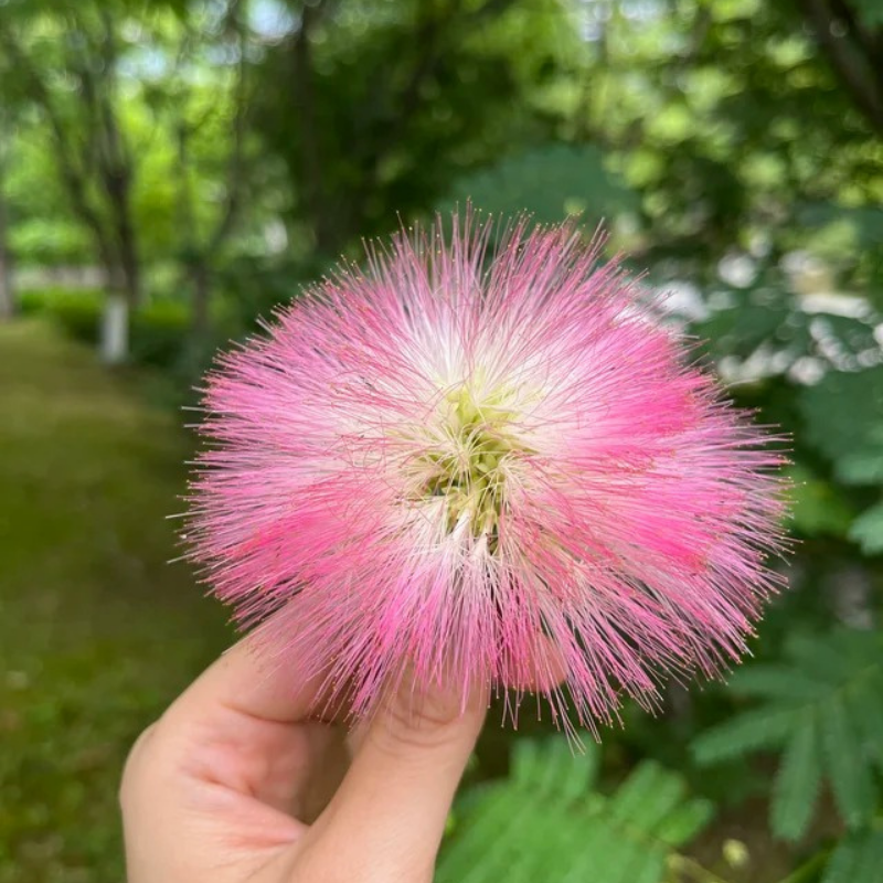 Pink Mimosa Tree Live Plant – Persian Silk Tree (Albizia julibrissin), 2-Inch Pot