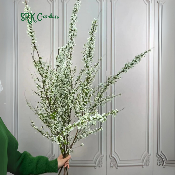 Spiraea prunifolia, Snow Willow stems and Home Decoration