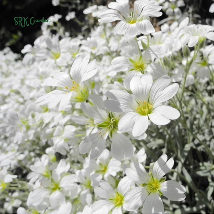 Snow in Summer Seeds | 500 Seeds