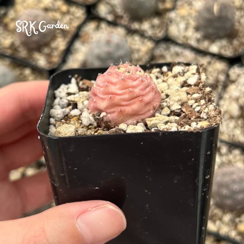 Pine Cone Cactus, Pink Plant, Colorful Live Cactus, Rare Succulent, Live Plant in 2.5'' pot