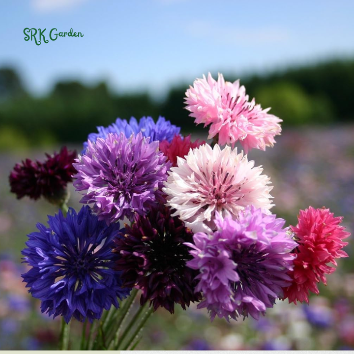 Bachelor's Button Mixed Seeds, Cornflower