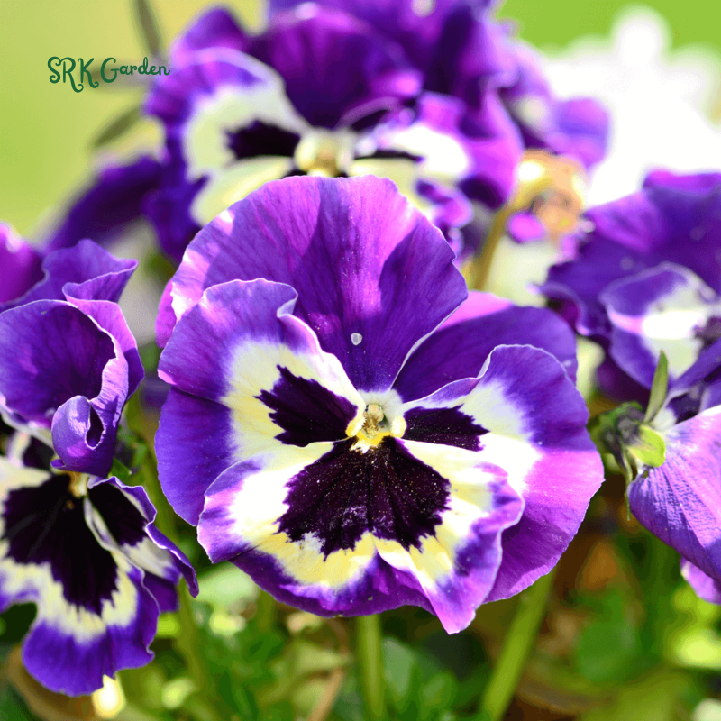 Swiss Giants Pansy Seed Mix | 100 Seeds