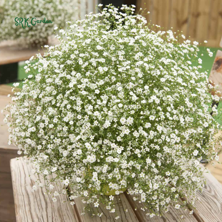 White Annual Baby's Breath Seeds | 500 Seeds