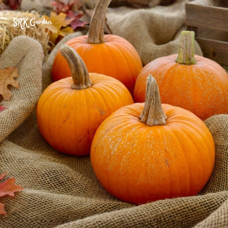 20+ Sugar Pie Pumpkin Seeds, small round pumpkin