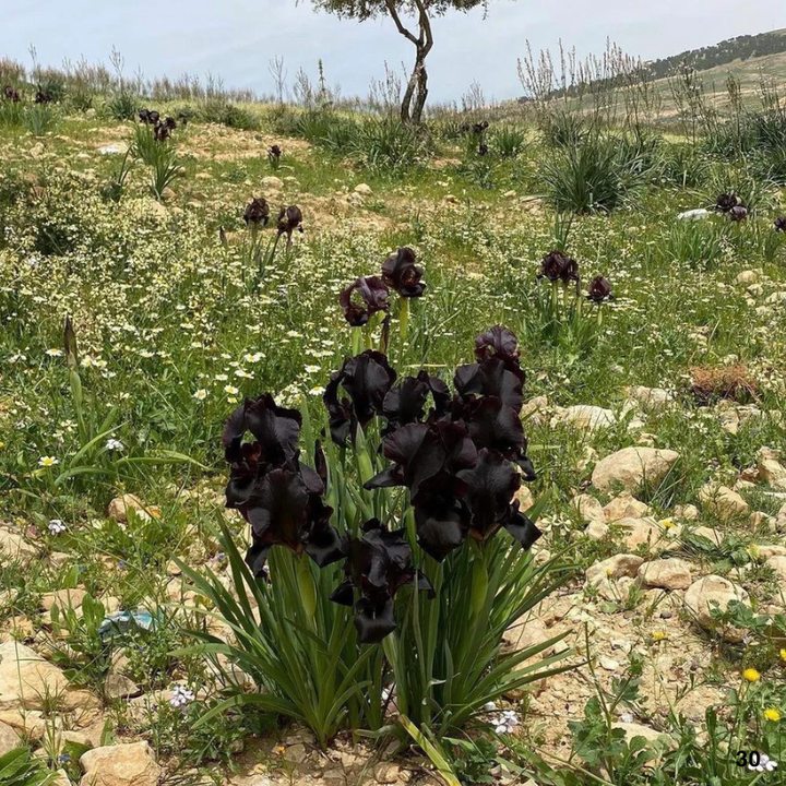 Bronze iris Colorful Mix Bulbs in Spring to Fall, Full Sun Low Maintenance