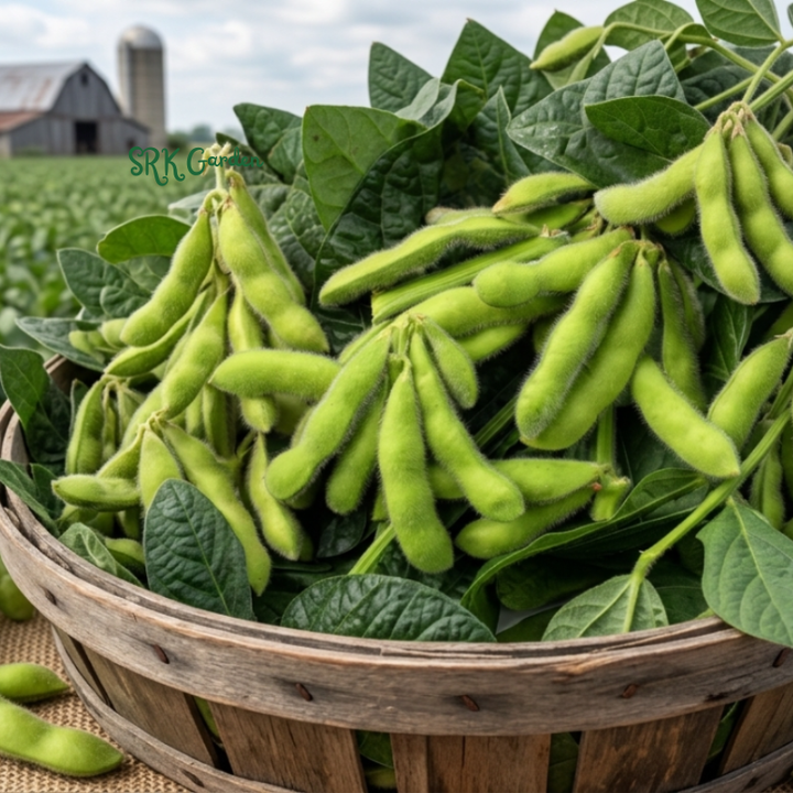 25+ BeSweet Edamame Soybean Seeds