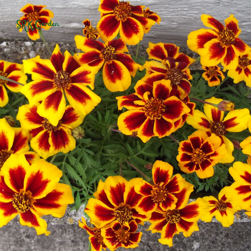 Dainty Marietta French Marigold Seeds | 200 seeds