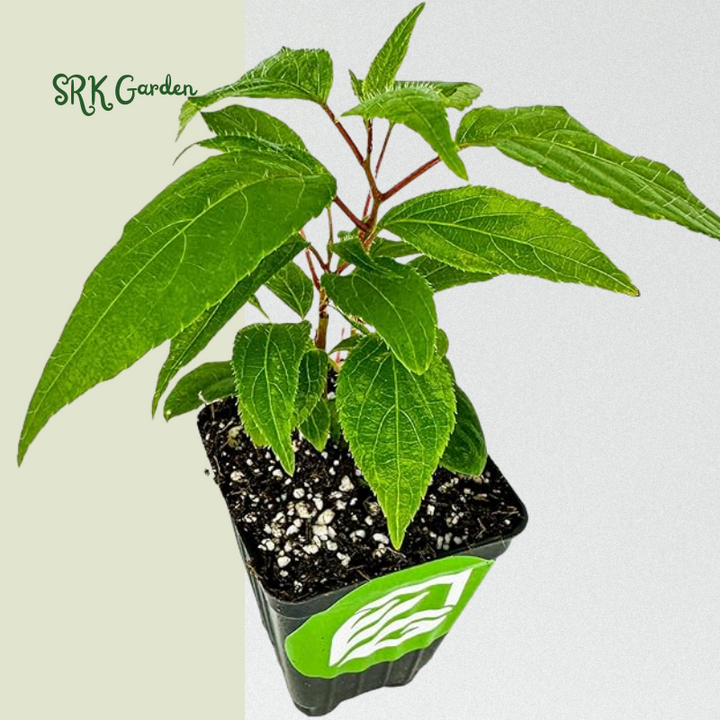 Hardy Kiwi Fruit Vine Live Plant -  Starter Plant