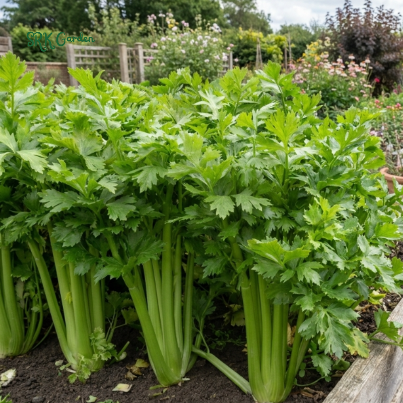 300+ Tendercrisp Celery Seeds
