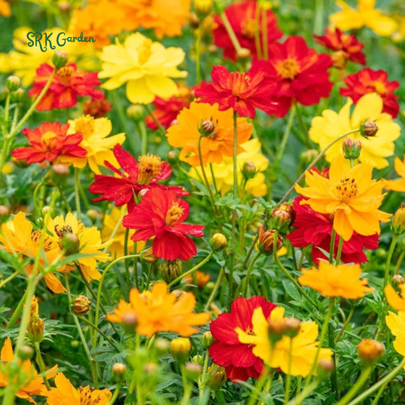 Sulphur Bright Lights Mix Cosmos Seeds | 100 Seeds