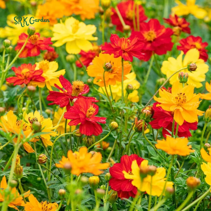 Sulphur Bright Lights Mix Cosmos Seeds | 100 Seeds