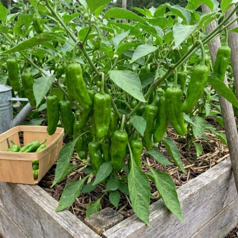 Mild Pepper Seeds – Anaheim, Sweet Banana & Shishito Peppers, Frying & Roasting Pepper Seeds