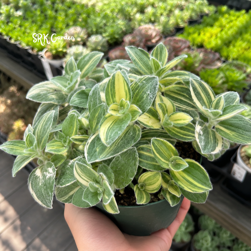 White Velvet, Cobweb Spiderwort, Pistachio, Tradescantia Sillamontana Variegata in 4" pot