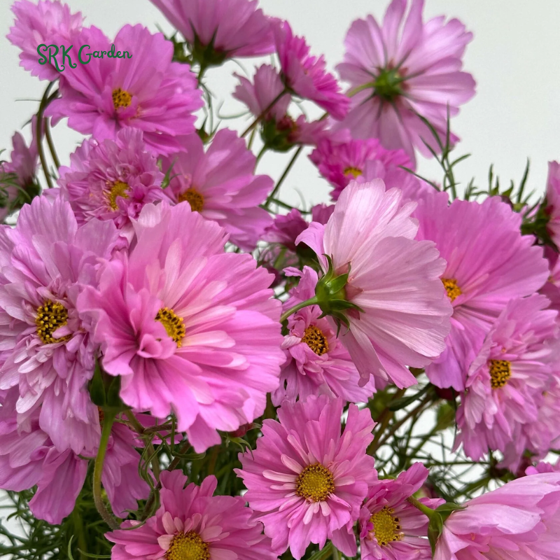 Double Click Rose Bonbon Cosmo Seeds | 25 Seeds