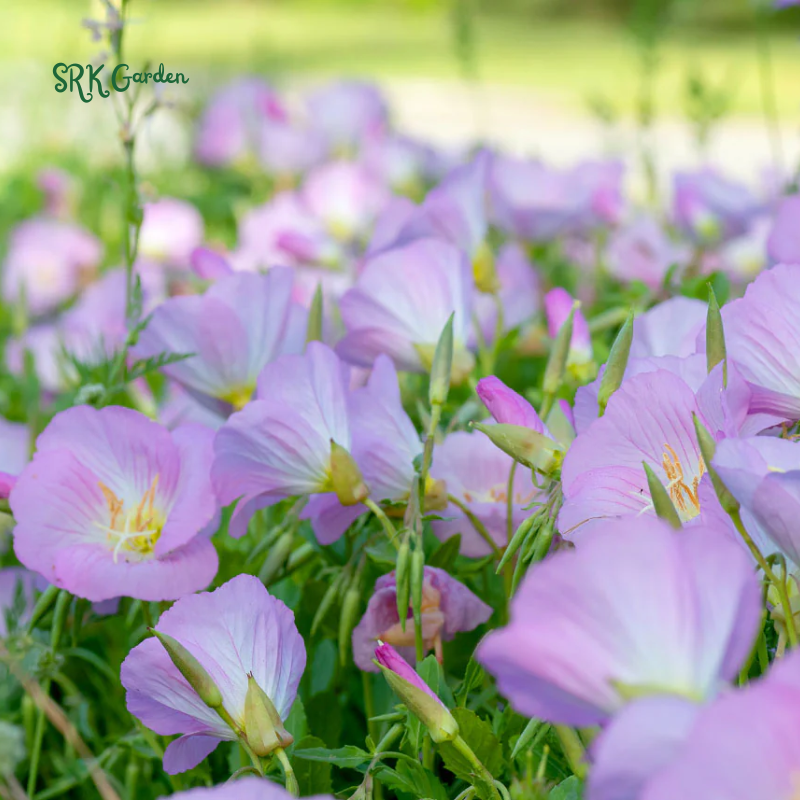 Showy Evening Primrose Seeds | 500 Seeds