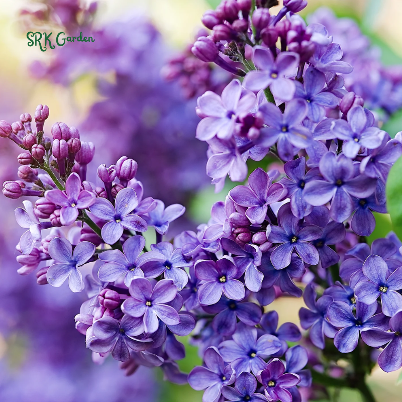 Spectacular Purple Lilac Potted Plant, 6-12" Tall