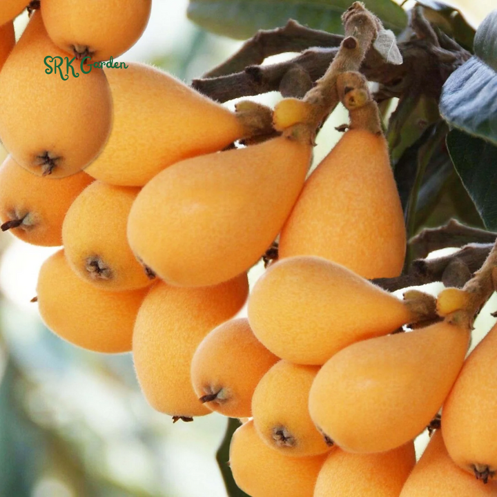 Loquat Live Plants Starter Plant Plug 4-7 Inches Tall Easy-to-Grow - Sweet and High Yeild