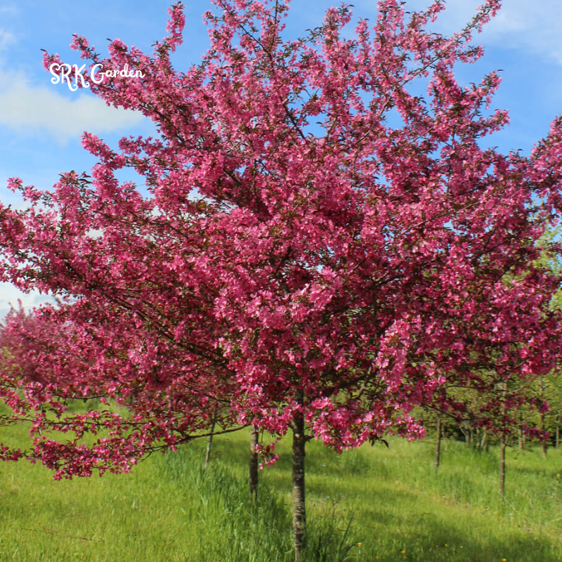 Crab apple Tree Seedlings for Outdoor | Zumi AppleCrab