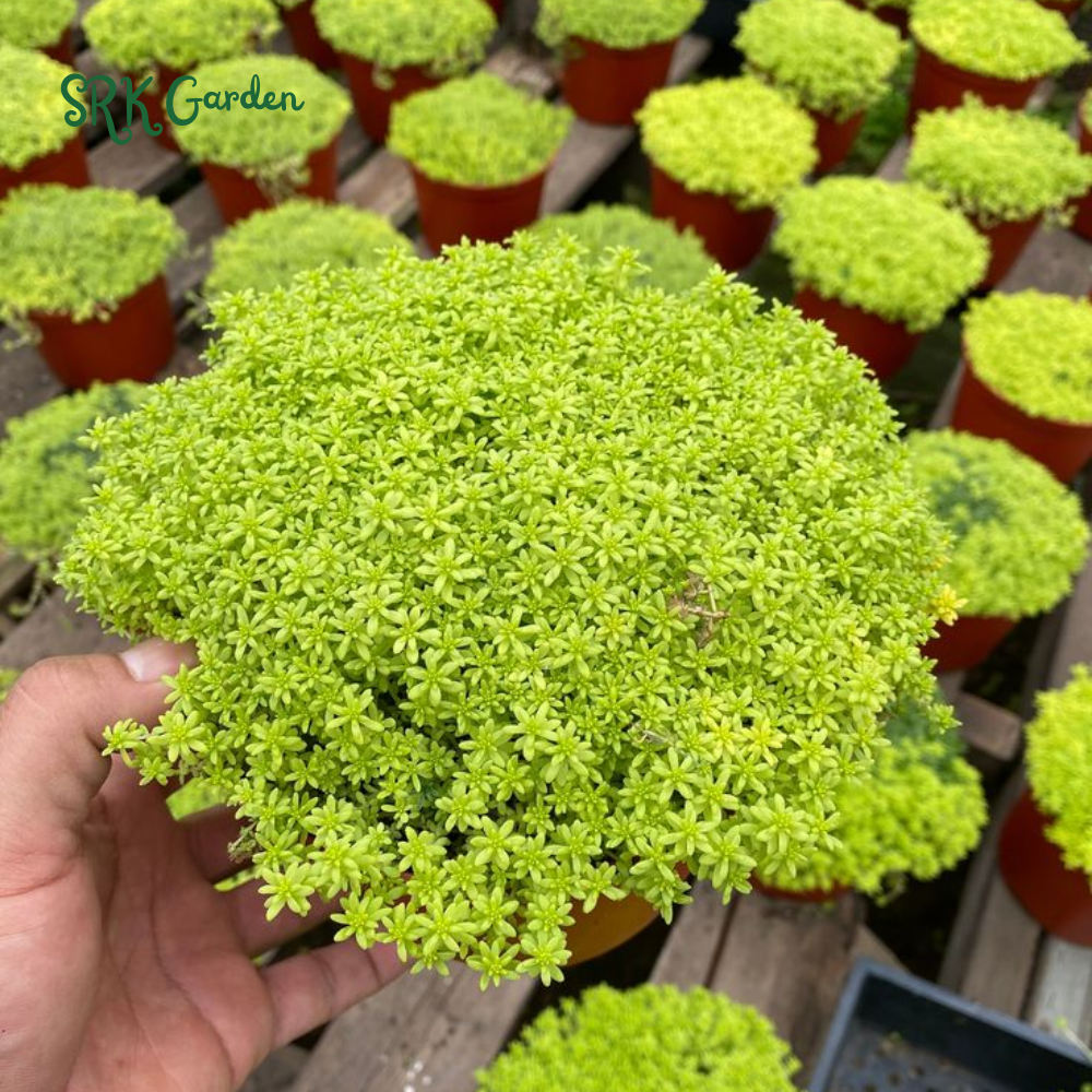 Sedum Tokyo Sun, Yellow Stonecrop, Rare Succulent