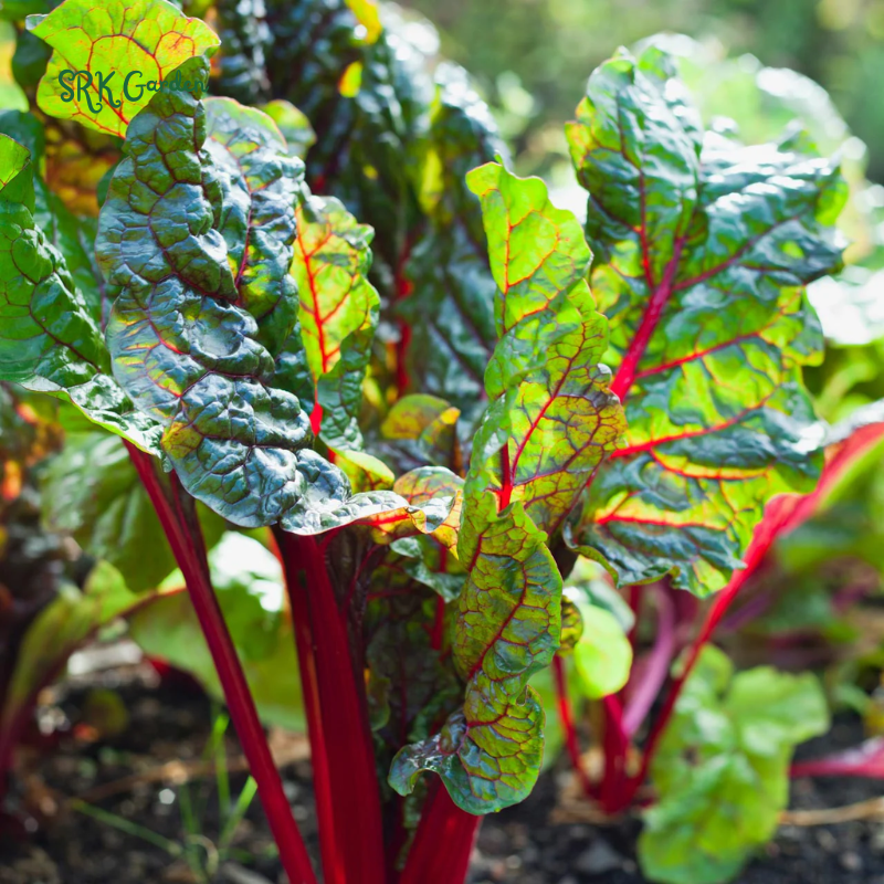 Organic Pink Flamingo Swiss Chard Seeds | 20 Seeds