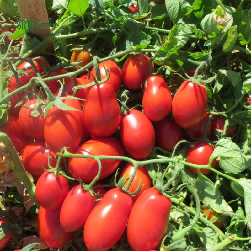 Roma VF Tomato Seeds | 50 Seeds