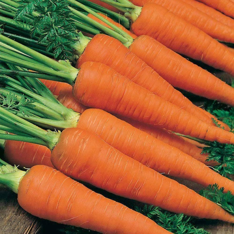 Carrot Seeds - Danvers 126 | 150 Seeds