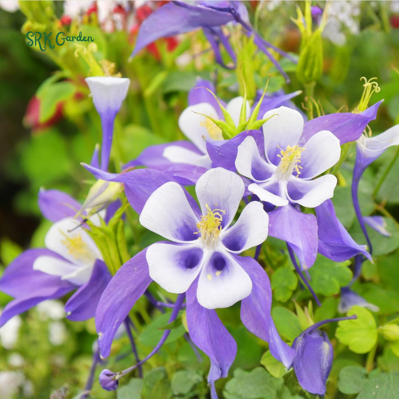 Colorado Blue Columbine Seeds | 100 Seeds