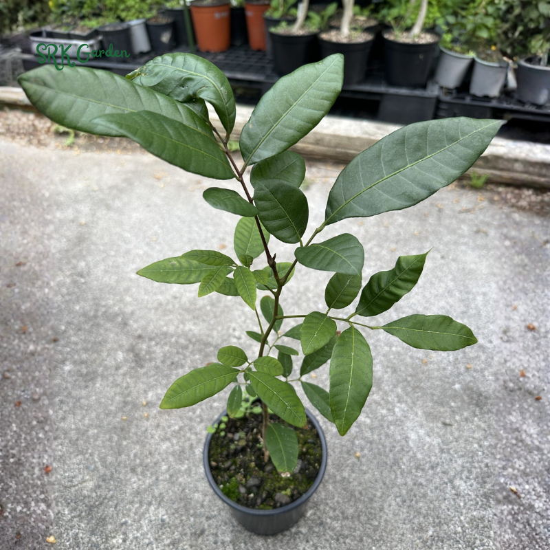 Longan Tree Live Plant Tropical Longan Plant, Grow Indoor Fruit Tree 6-8 Inch Tall 4 Inch Pot