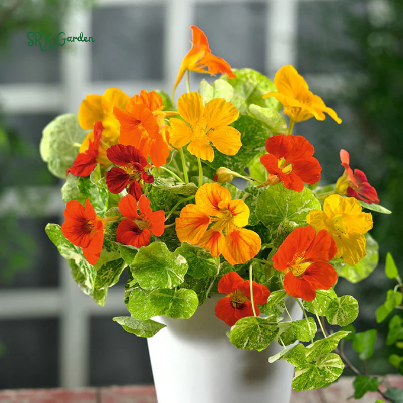 Variegated Alaska Mix Nasturtium Seeds  | 25 seeds