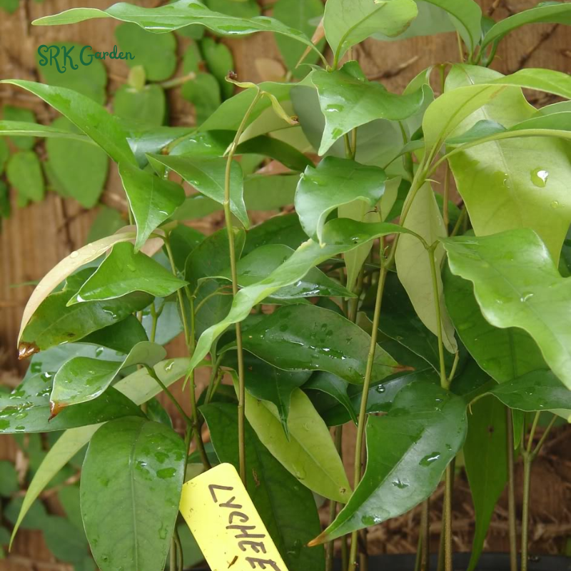 Lychee Fruit Tree Plant, 4 Inc Potted, Lychee Plant Live Sweet Fruit Plant | Tropical plants