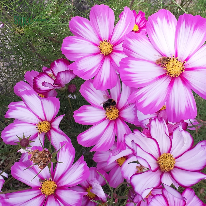 Candy Stripe Cosmos Seeds | 60 seeds