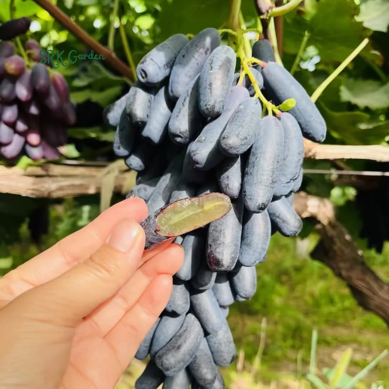 Sweet Sapphire Grape Vine Plant Exotic Ornamental Fruit Tree Seed for Planting