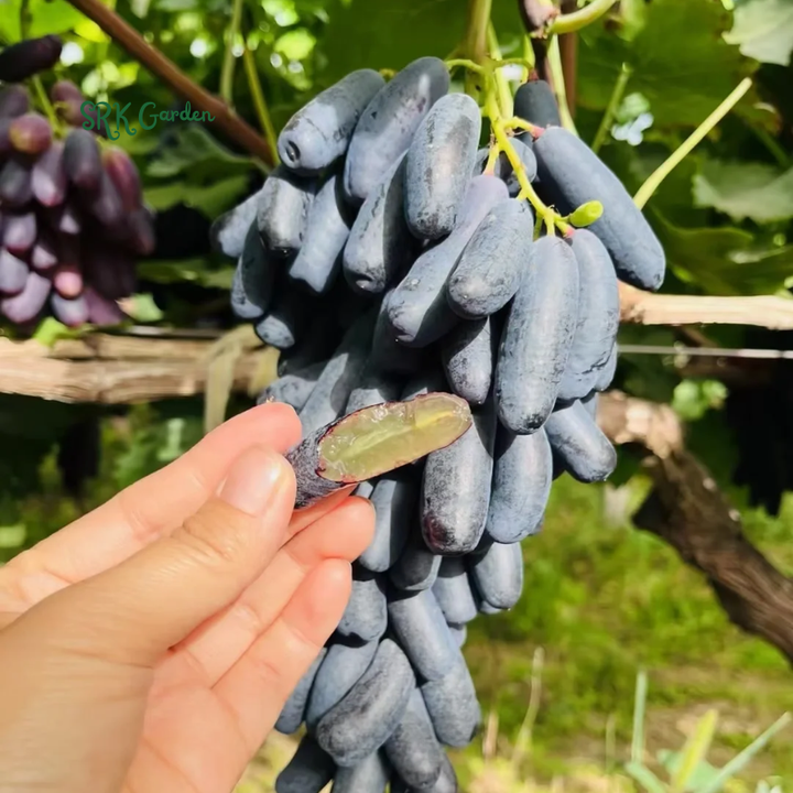 Sweet Sapphire Grape Vine Plant Exotic Ornamental Fruit Tree Seed for Planting