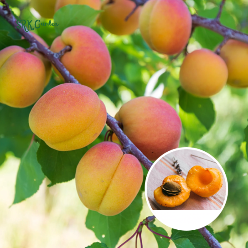 Sweet Bearing Hardy Apricot Seedling 1ft tall