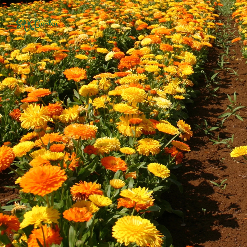 Calendula Pacific Beauty Mix 50 Seeds