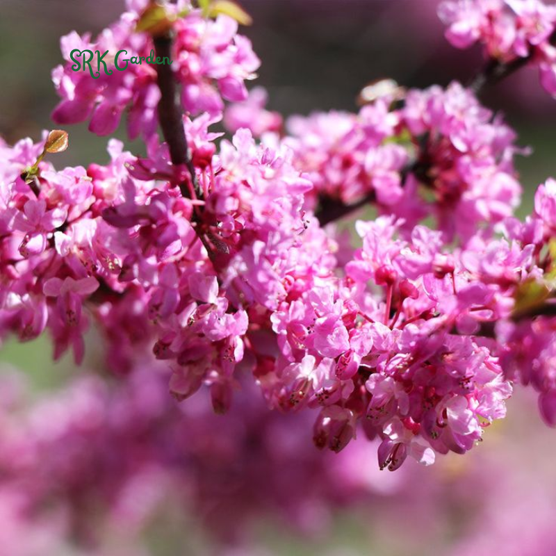 Eastern Redbud Tree Seedlings for Planting - Amazing Pink Spring Flowers