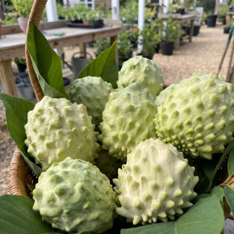 Bumpo Cherimoya Live Tree – Rare Sweet Custard Fruit Plant for Home Garden
